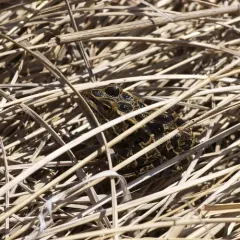 Northern Leopard Frog thumbnail 4