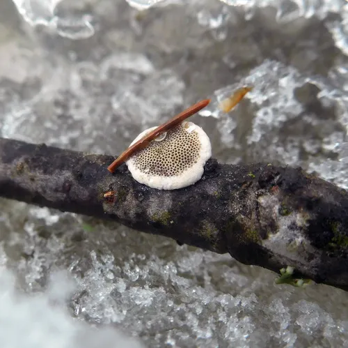 Datroniella scutellata