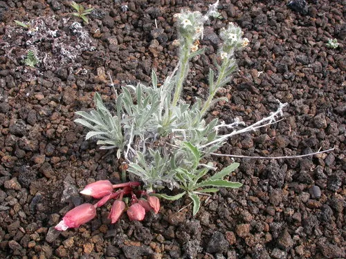 Snake River Cryptantha