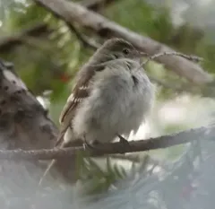 Small-billed Elaenia thumbnail 4
