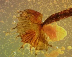 Cribraria vulgaris thumbnail 2