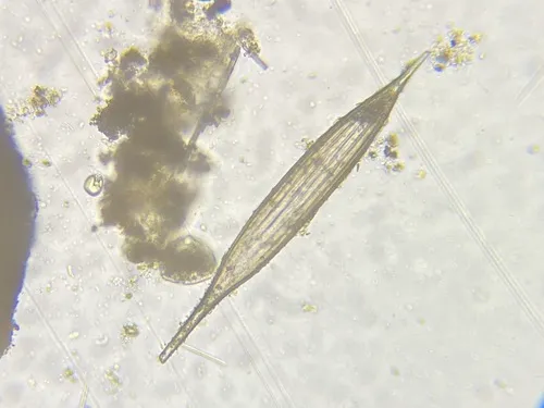 Procerolagena gracilis