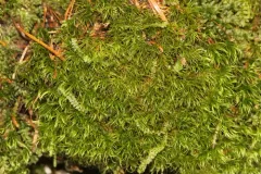 Long-leaved Notchleaf Moss thumbnail 1