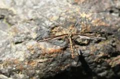 Tipula noveboracensis thumbnail 1