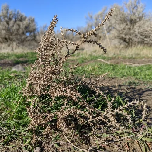 Prickly Russian Thistle