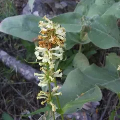 Yellow Beardtongue thumbnail 4