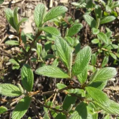 Rock Willow thumbnail 2