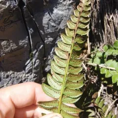 northern holly fern thumbnail 3