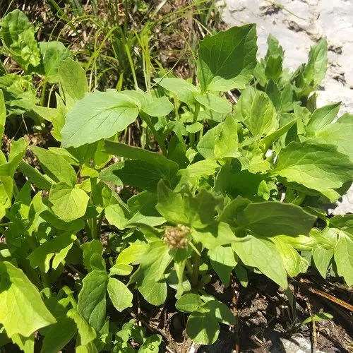 western valerian