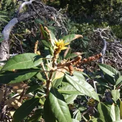 Golden chinquapin thumbnail 3