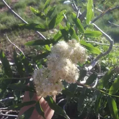 Greene's mountain ash thumbnail 3