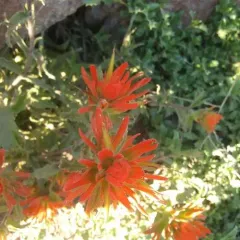 wavyleaf paintbrush thumbnail 3