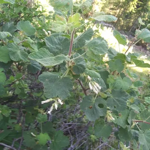 sticky currant