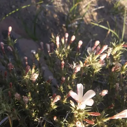 Granite Prickly Phlox