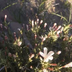 Granite Prickly Phlox thumbnail 1