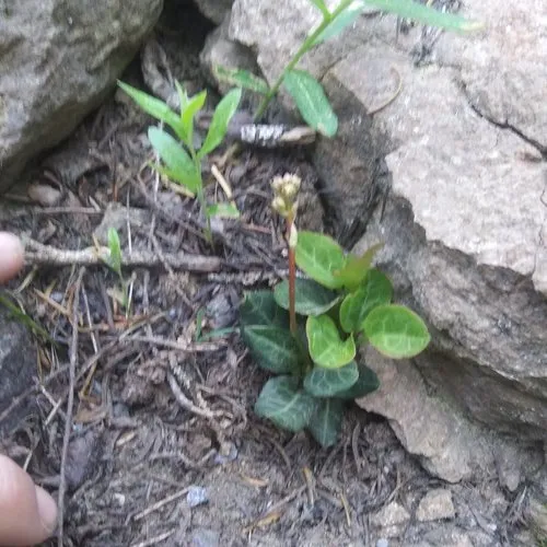 white-veined wintergreen