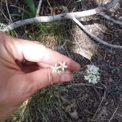ballhead sandwort thumbnail 2