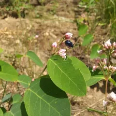 Cobalt Milkweed Beetle thumbnail 1