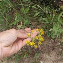 Rocky Mountain groundsel thumbnail 3