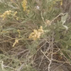 Fourwing Saltbush thumbnail 2