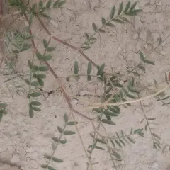 Racemose Milkvetch thumbnail 3