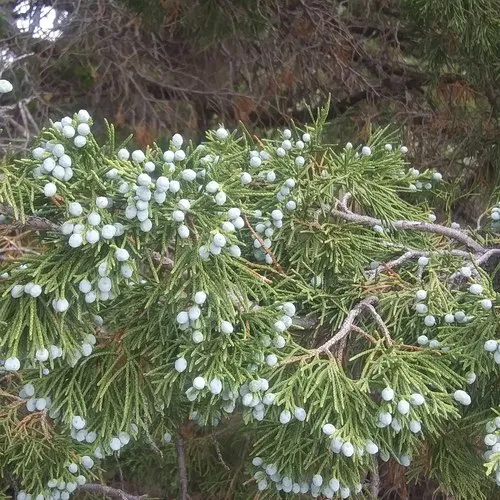 Rocky Mountain Juniper