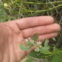 Juniper Hairstreak thumbnail 3