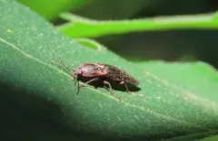 Setasomus rufopleuralis thumbnail 2