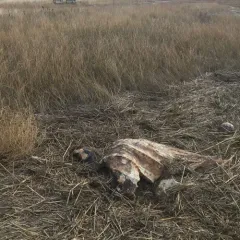 Leatherback Sea Turtle thumbnail 3
