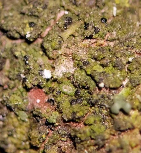 Umber Dot Lichen