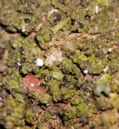 Umber Dot Lichen thumbnail 1