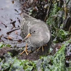 Purple Sandpiper thumbnail 3