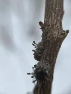 Bug Sputnik thumbnail 2