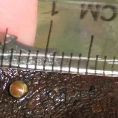 Striated Tightcoil thumbnail 2