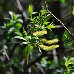 Pacific Willow thumbnail 2