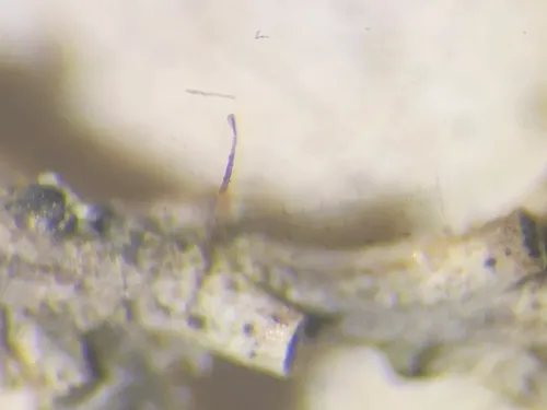 Gyalideopsis epicorticis