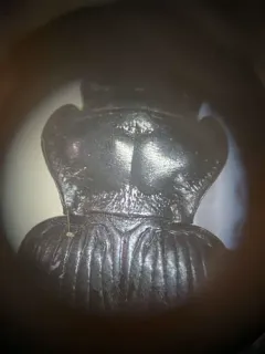 Nebria hudsonica thumbnail 2