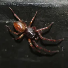 Meriola californica thumbnail 2
