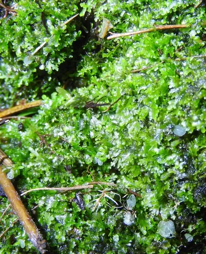 Jagged Germanderwort