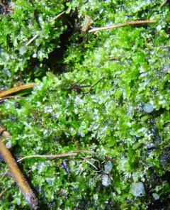 Jagged Germanderwort thumbnail 1