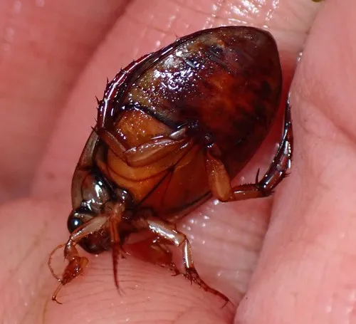 Woodland Predaceous Diving Beetle