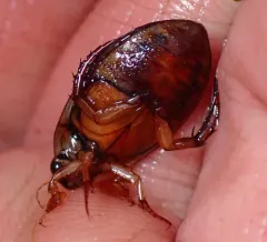 Woodland Predaceous Diving Beetle thumbnail 1