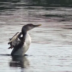 Yellow-billed Loon thumbnail 3