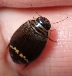 Median Predaceous Diving Beetle thumbnail 4