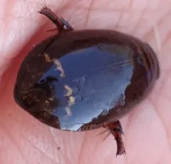 Woods Predaceous Diving Beetle thumbnail 2