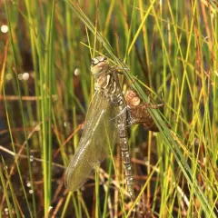 Subarctic Darner thumbnail 3