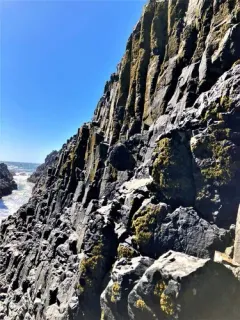 Coral Firedot Lichen thumbnail 2