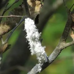 Woolly Alder Aphid thumbnail 4