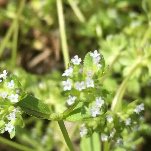 common cornsalad