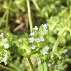 common cornsalad thumbnail 1